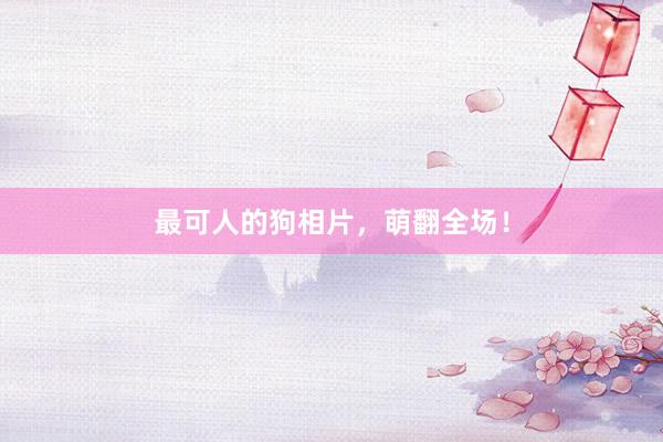 最可人的狗相片，萌翻全场！